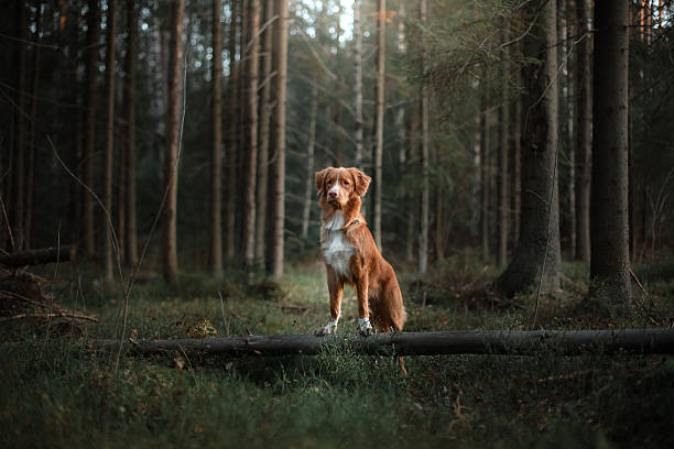 Nova Scotia Duck Tolling Retriever dog in the forest stock photo