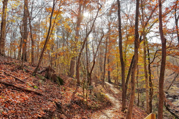 November trails in full fall color in South Carolina stock photo