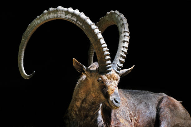 stambecco nubiano (capra ibex nubiana) su sfondo nero - stambecco foto e immagini stock