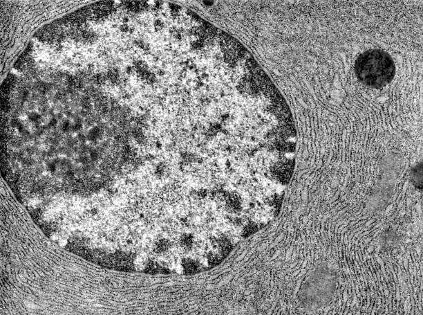 Nucleus. Electron microscope Transmission electron microscope (TEM) micrograph showing a cell with a nucleus (right) that contain a dense peripheral heterochromatin and a prominent nucleolus. The cytoplasm is full of RER. rough endoplasmic reticulum stock pictures, royalty-free photos & images