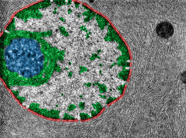 Nucleus. False colour TEM False colour TEM showing the nucleus of a protein-synthesizing cell. The nuclear envelope (red), chromatin (green) and nucleolus (blue) can be seen. The cytoplasm is full of RER. rough endoplasmic reticulum stock pictures, royalty-free photos & images