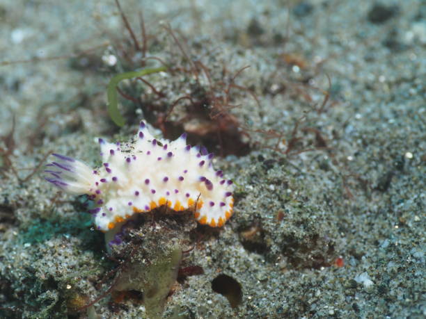 Nudibranch Mexichromis multituberculata stock photo