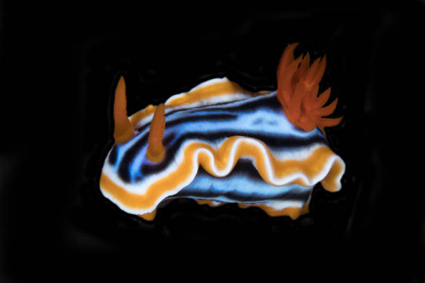 Nudibranch stock photo