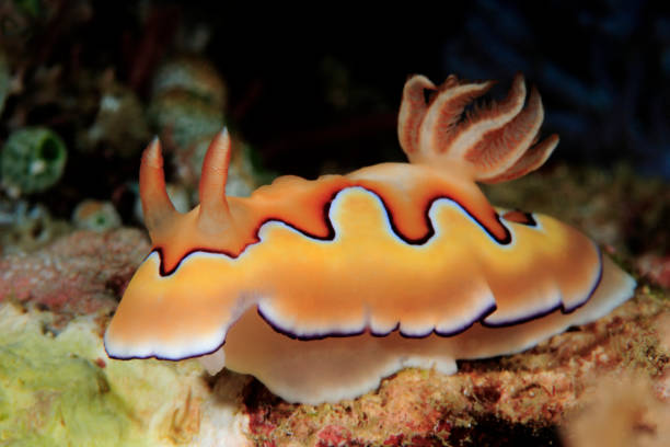 Nudibranchs from the Philippines stock photo