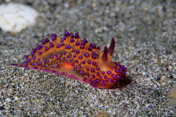 Nudibranchs of the Philippines stock photo