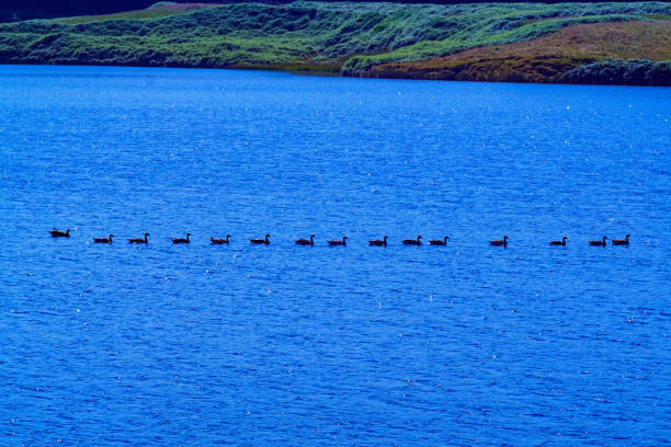 A number of geese wading in water stock photo