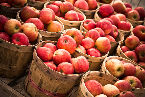 Numerous Baskets of Apples stock photo
