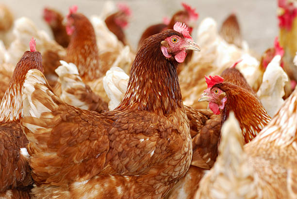 Numerous chickens out feeding in the chicken farm stock photo