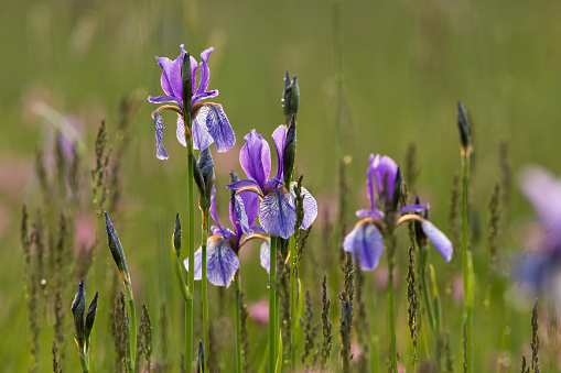 Numerous siberian iris, iris sibirica, flowers in bloom on a floodplain meadow in summer. Purple and blue wildflowers on a glade in horizontal composition.