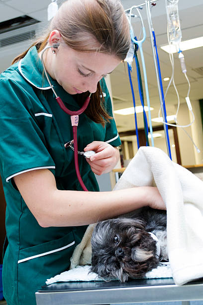 Nurse looking after dog stock photo