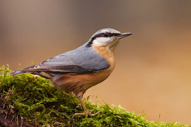 Nuthatch on the branch stock photo
