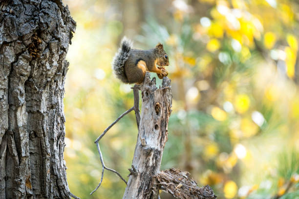 A Nutty Squirrel stock photo