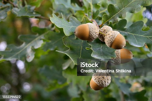istock Oak acorn. 1332294522