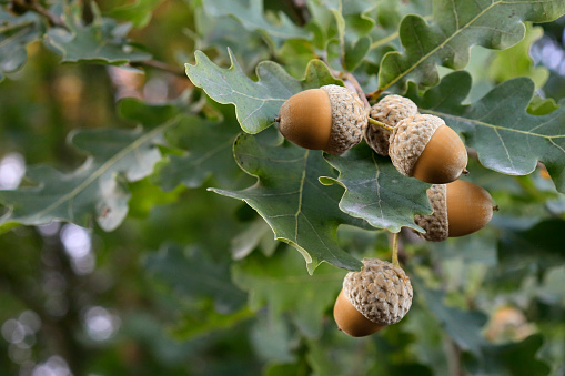 Growing brown acorns on an oak branch. Seeds, fruits, nuts of a forest tree. Autumn. Oak acorn.
