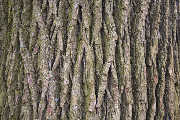 7,846 Maple Tree Bark Stock Photos, Pictures & Royalty-Free Images - iStock