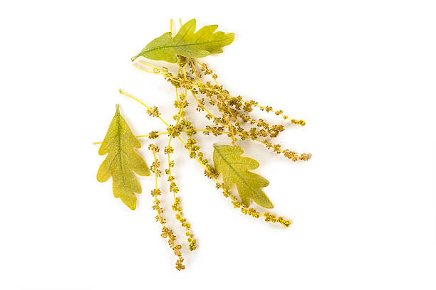 Oak Catkins and Leaves stock photo