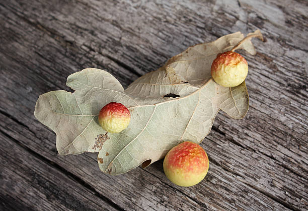 Oak gall stock photo