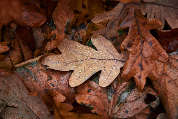 Photo of oak leaf with dew drops on the autumn foliage background