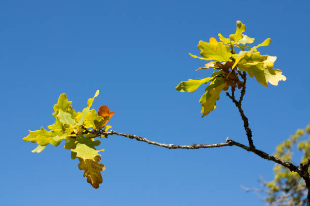 Oak leaves in autumn. stock photo