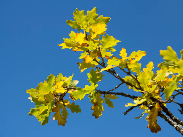 Oak leaves in autumn. stock photo