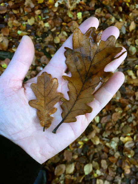 Oak Leaves in Hand stock photo
