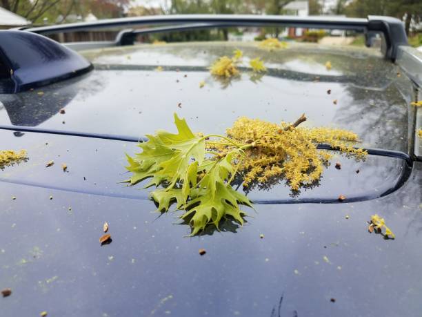 oak leaves with pollen grains on top of blue car stock photo