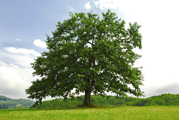 Oak on green hill stock photo