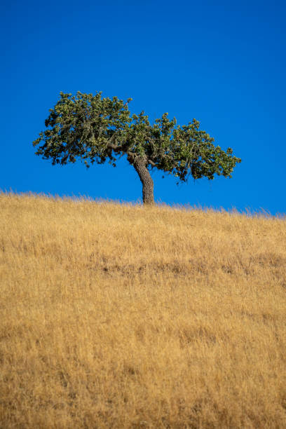 Oak Tree Against Blue Sky stock photo