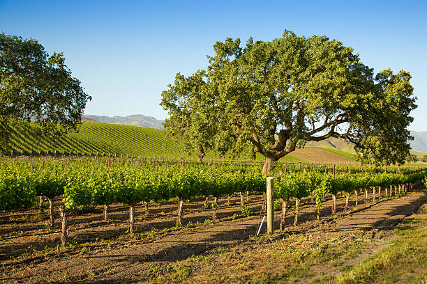 Oak Tree In Vineyard, Santa Ynez, CA stock photo