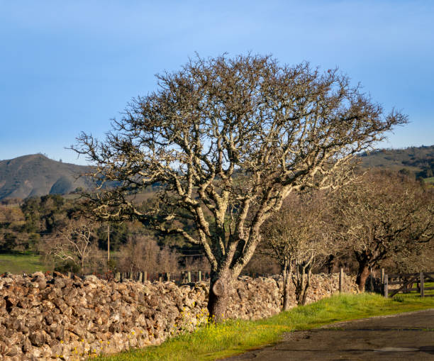oak tree stock photo