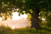 istock Oak tree 177013469