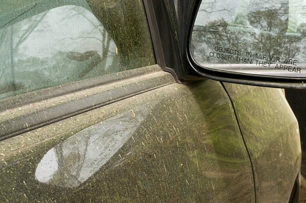 Oak Trees and Pollen on Car stock photo