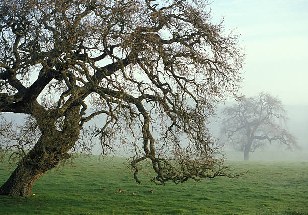 Oak Trees in Fog stock photo