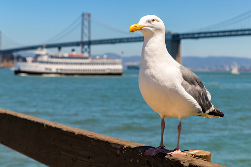 Seagull against Oakland Bay Bridge in San Francisco, California, USA