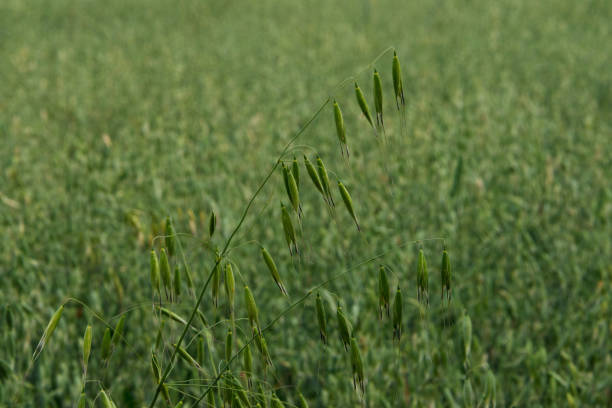 Oats in a Field stock photo