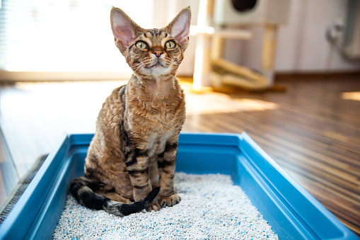 Obedient Devon Rex Cat Sitting In Litter Box In Living Room Stock Photo