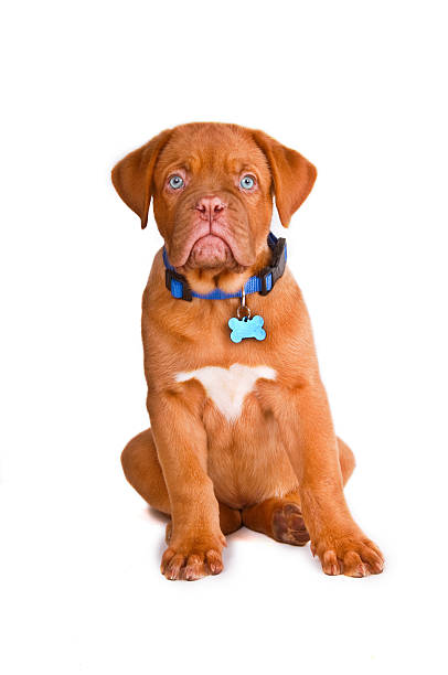 Obedient Puppy stock photo