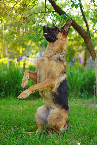 Obedient Shorthaired German Shepherd Dog Sitting Up On Its Back