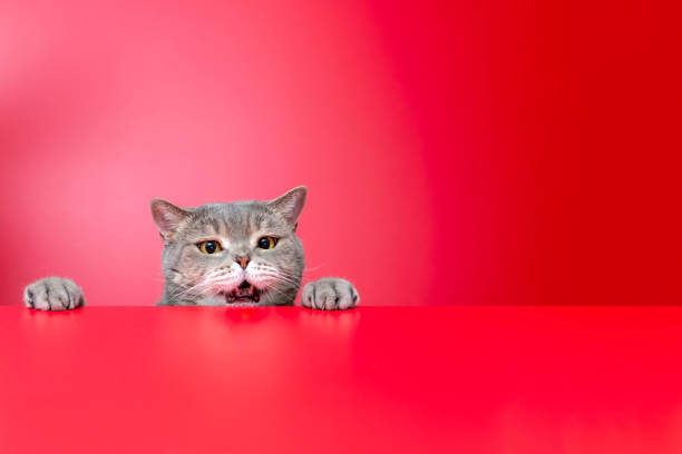 Obese cat looking for food in front of a red background  cat stock pictures, royalty-free photos & images