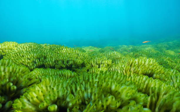 Ocean floor green seaweeds Codium Atlantic ocean Ocean floor covered by green seaweeds, Codium tomentosum, underwater in the Atlantic ocean, Spain, Galicia, Pontevedra green algae stock pictures, royalty-free photos & images