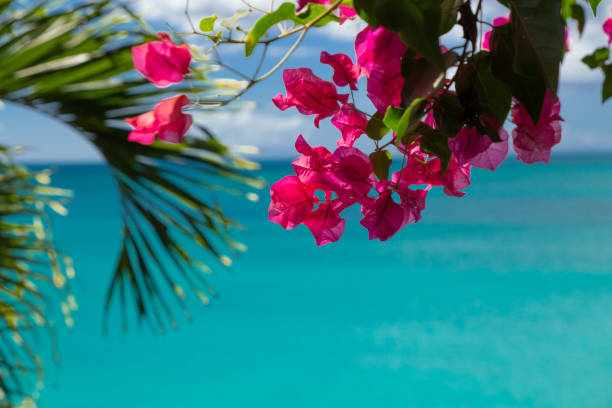 Ocean Flower stock photo