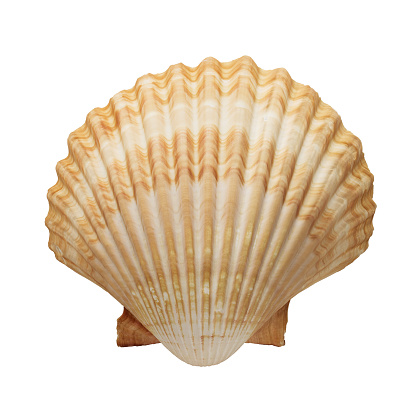 Close up of ocean shell isolated on white background
