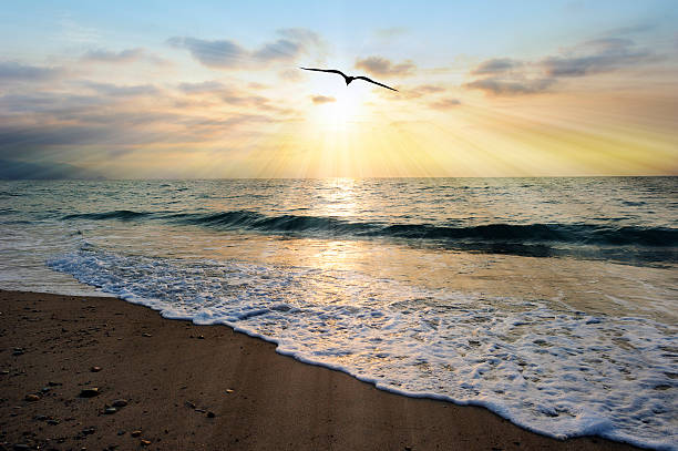 Ocean Sunset Rays Ocean sunset rays is an ethereal ocean scenic with sun beams bursting forth from the setting sun as a single soul moves toward the light and an ocean wave gently comes to shore. bird photos stock pictures, royalty-free photos & images