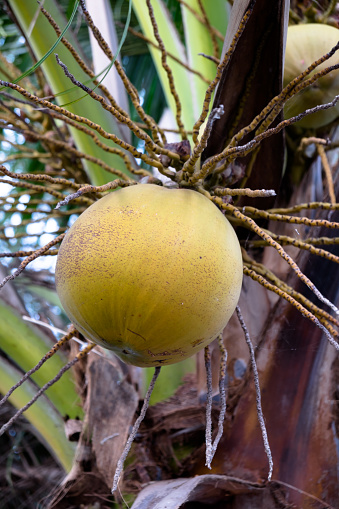 Oconut Tree In Garden Cocos Nucifera Stock Photo - Download Image Now ...