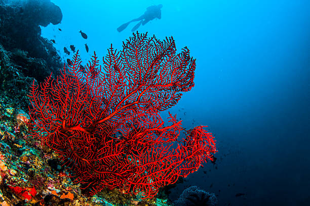 Octo coral A octocoral in Komodo coral cnidarian photos stock pictures, royalty-free photos & images