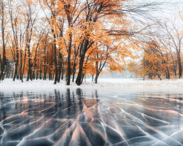 oktober mountain bokskog med första vinter snö och blå is och sprickor på ytan av isen. vintern. ukraina, europa - frozen leaf bildbanksfoton och bilder