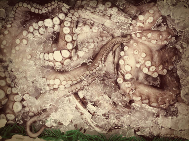 17-017 Octopus on ice stock photo
