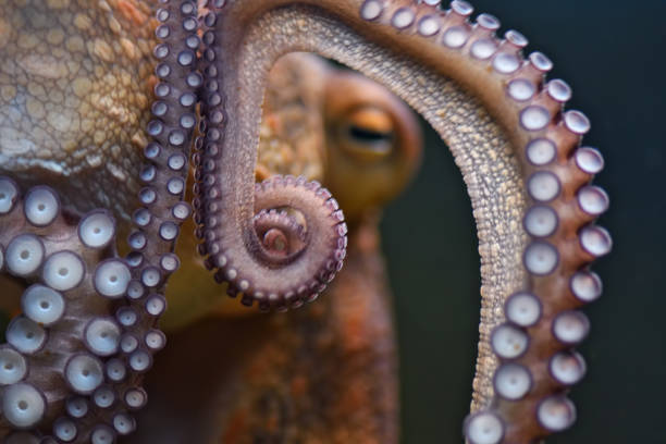 octopus close-up of the tentacles of an octopus underwater invertebrate stock pictures, royalty-free photos & images