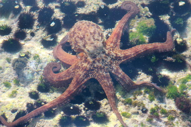 Octopus swimming underwater on a low seabed stock photo