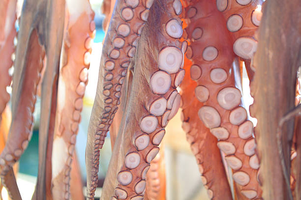 Octopus tentacles drying in the sun, Naxos island, Cyclades, Gre stock photo